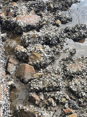 Saccostrea glomerata