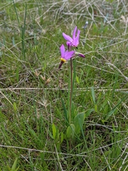 Primula poetica