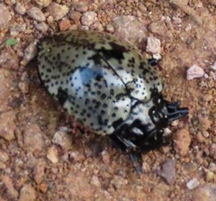 Cypherotylus adrianae