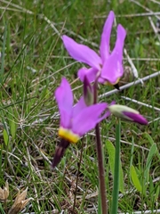 Primula poetica