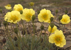Papaver mcconnellii