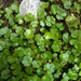 Hydrocotyle sibthorpioides - Photo (c) botanygirl, algunos derechos reservados (CC BY), subido por botanygirl