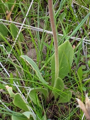 Primula poetica