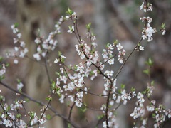 Prunus tomentosa