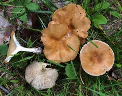 Infundibulicybe squamulosa