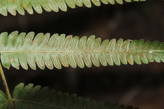 Amauropelta concinna