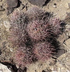 Homalocephala polycephala