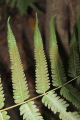 Amauropelta concinna