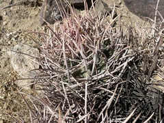 Homalocephala polycephala