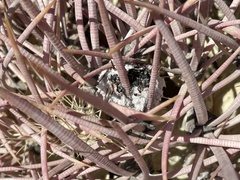 Homalocephala polycephala