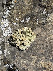 Protoparmeliopsis peltata