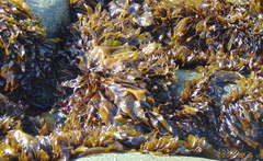 Mazzaella laminarioides