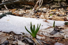 Ornithogalum arcuatum