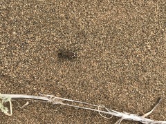 Cicindela depressula eureka