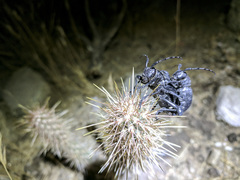 Moneilema semipunctatum