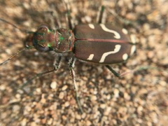 Cicindela depressula eureka