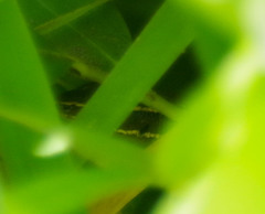 Pholidobolus montium