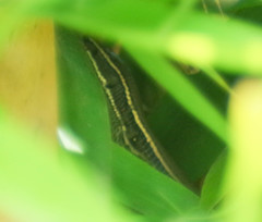 Pholidobolus montium