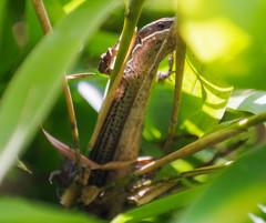 Pholidobolus montium