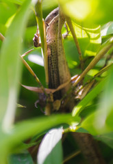 Pholidobolus montium