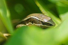 Pholidobolus montium