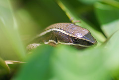 Pholidobolus montium