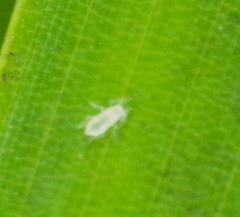 Takecallis arundinariae