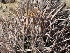 Homalocephala polycephala