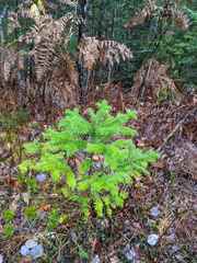 Pteridium aquilinum latiusculum