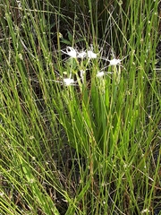 Hymenocallis liriosme