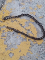 Mastigodryas pulchriceps