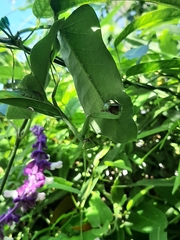 Stagmatoptera hyaloptera