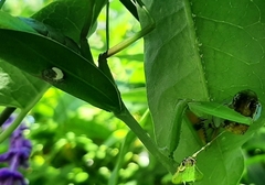 Stagmatoptera hyaloptera