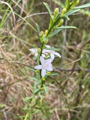 Philotheca queenslandica