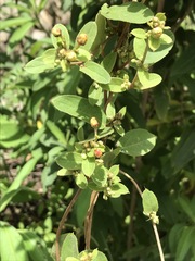 Gaudichaudia cynanchoides