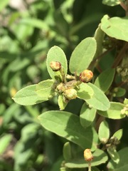 Gaudichaudia cynanchoides