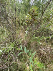 Philotheca queenslandica