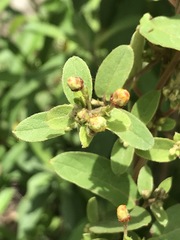 Gaudichaudia cynanchoides