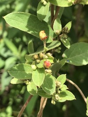 Gaudichaudia cynanchoides