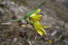 Gagea germainae