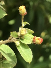 Gaudichaudia cynanchoides