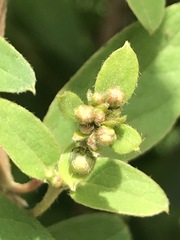 Gaudichaudia cynanchoides