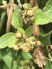 Gaudichaudia cynanchoides