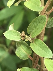 Gaudichaudia cynanchoides