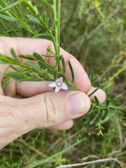 Philotheca queenslandica