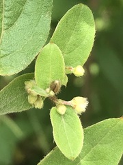 Gaudichaudia cynanchoides