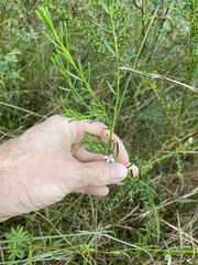 Philotheca queenslandica