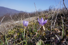Crocus tauricus