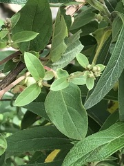 Gaudichaudia cynanchoides