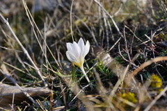 Crocus tauricus